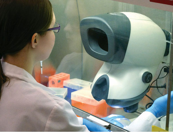 層流キャビネット内でマンティス顕微鏡を使用するメガネをかけた研究室技術者